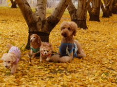 華ちゃんどこ行くの