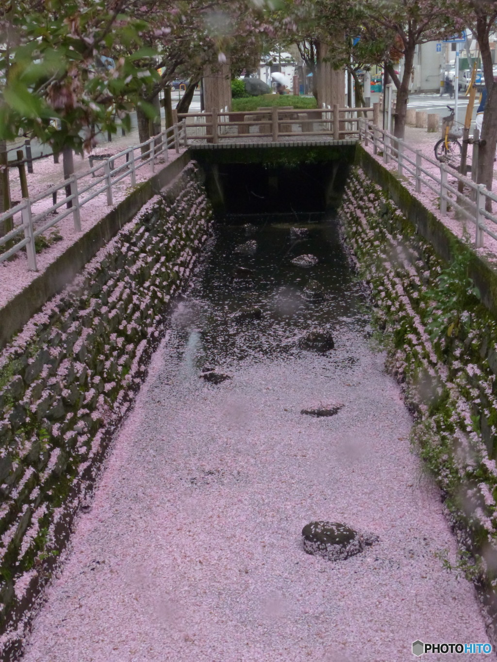 魚が見えません