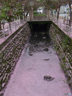 魚が見えません