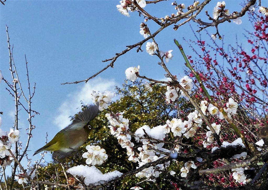 雪メジロ