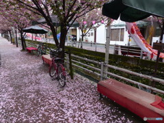 桜吹雪