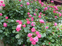 げんさんちのバラ