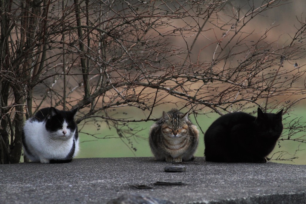 黒ちゃん見えません