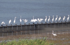 白い鳥シリーズ