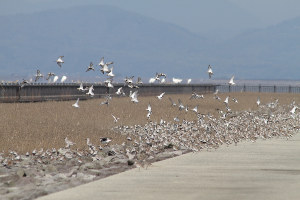 滑走路じゃないです