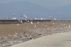 滑走路じゃないです