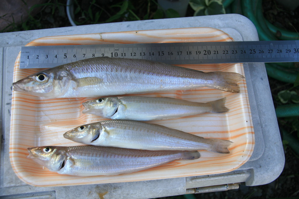 健さんとこでこれだけ