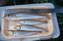 健さんとこでこれだけ