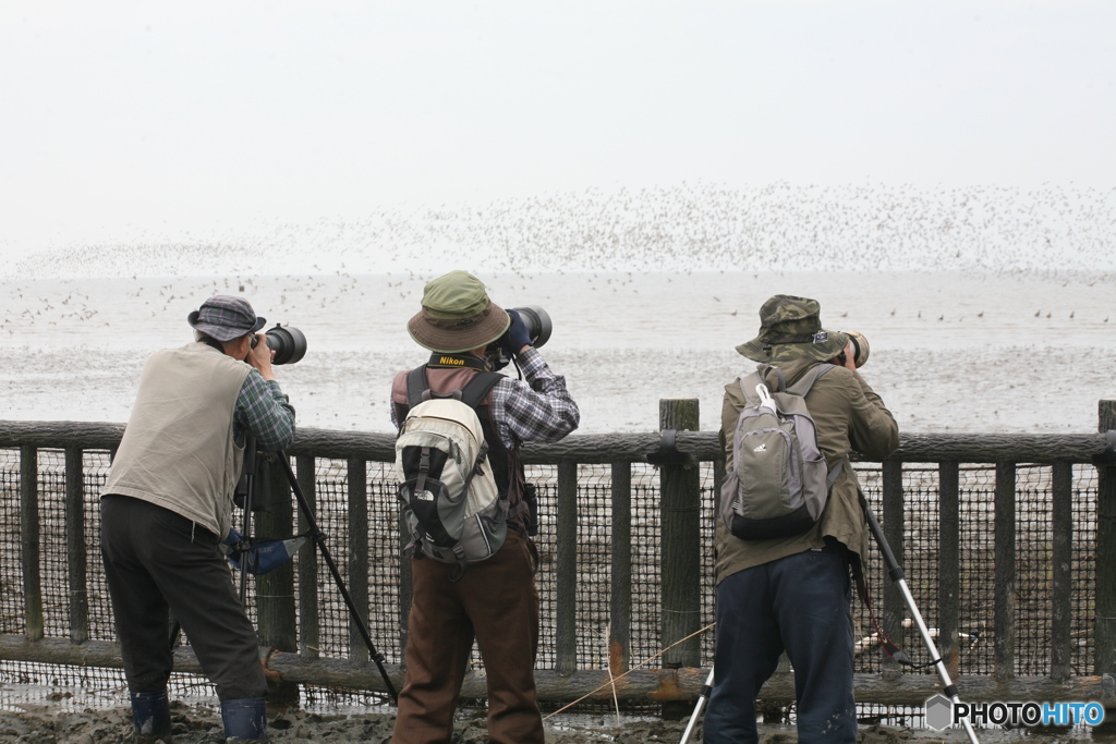 一羽だけを探してます