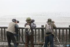 一羽だけを探してます