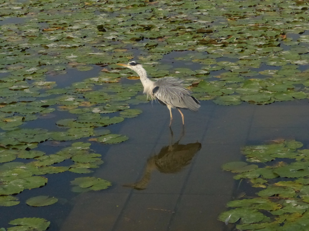 きれいに写してね