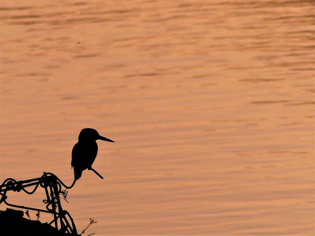 きれいに撮って
