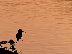 きれいに撮って