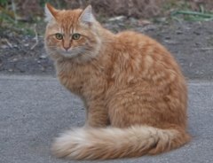 マイナンバー用