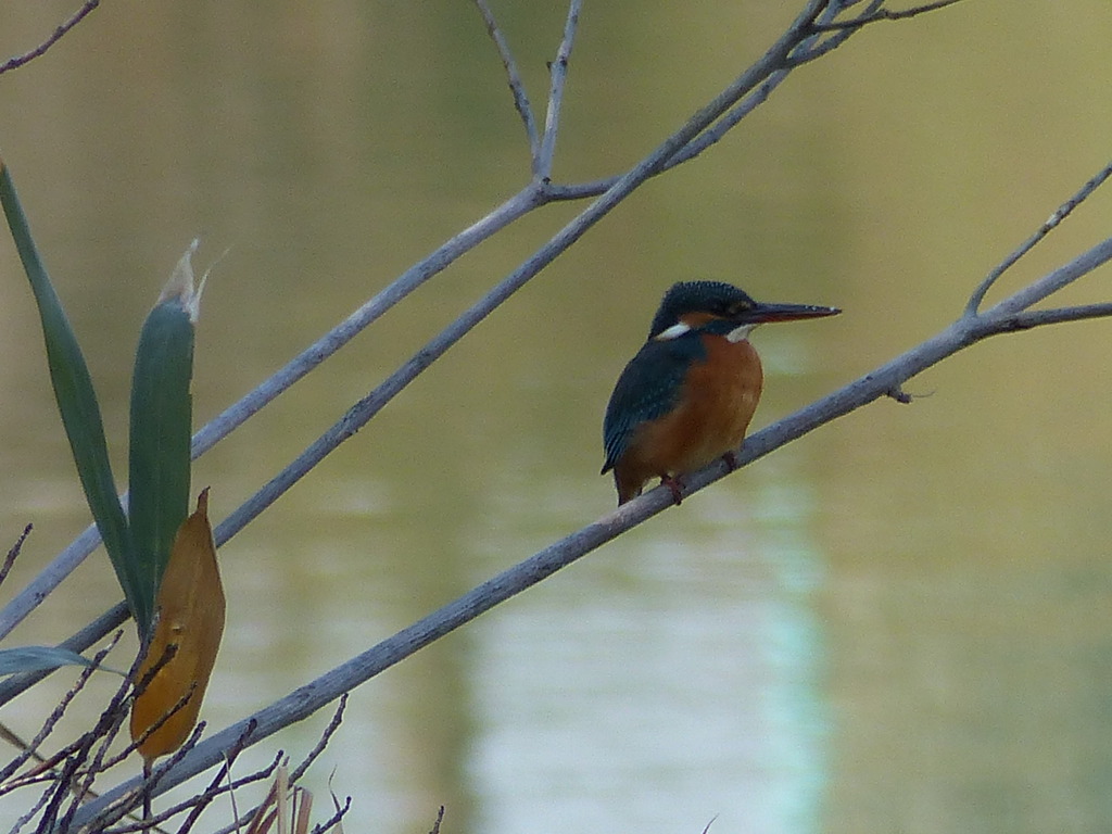 今日のまるちゃん