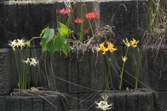 あか、しろ、きいろ