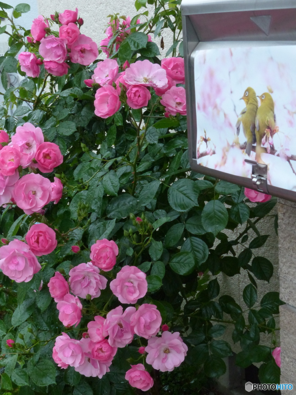 メジロも喜んでます