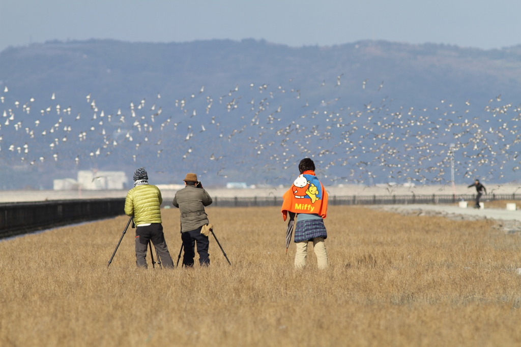 シチメンソウの中で