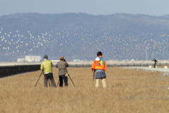 シチメンソウの中で