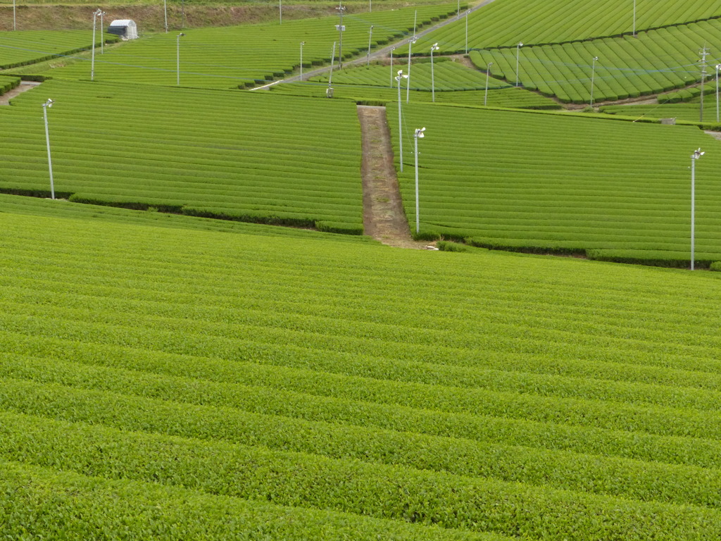 グリーンにもいろんな色