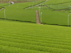 グリーンにもいろんな色
