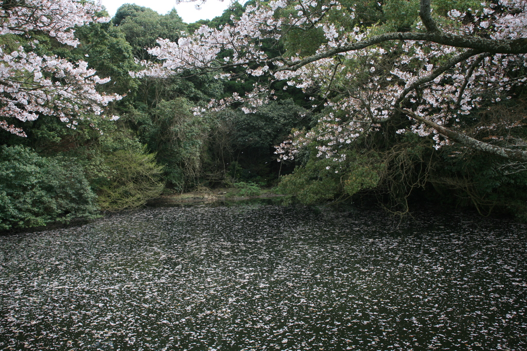 源さんのポイント