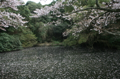 源さんのポイント