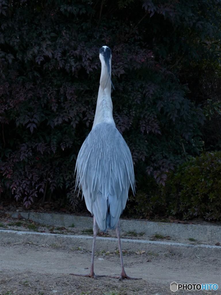 後ろ姿も