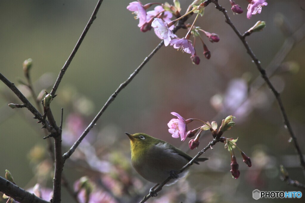 河津桜