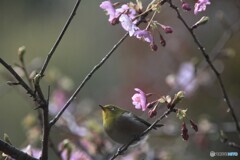 河津桜