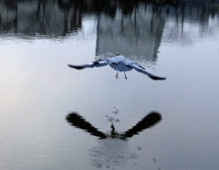 今日の青ちゃん