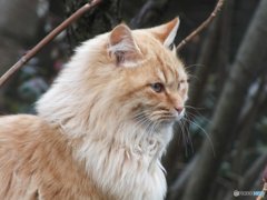 寒いのでマフラー