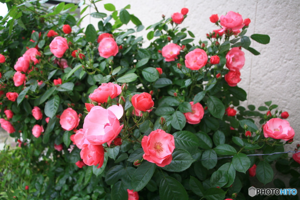 毎年きれいに咲きますね