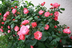 毎年きれいに咲きますね