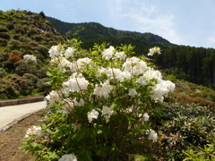 シャクナゲ園