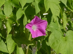 あら家のよりきれい