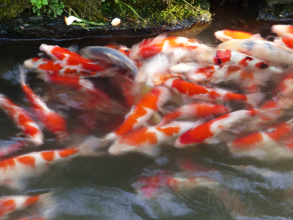 鯉の季節