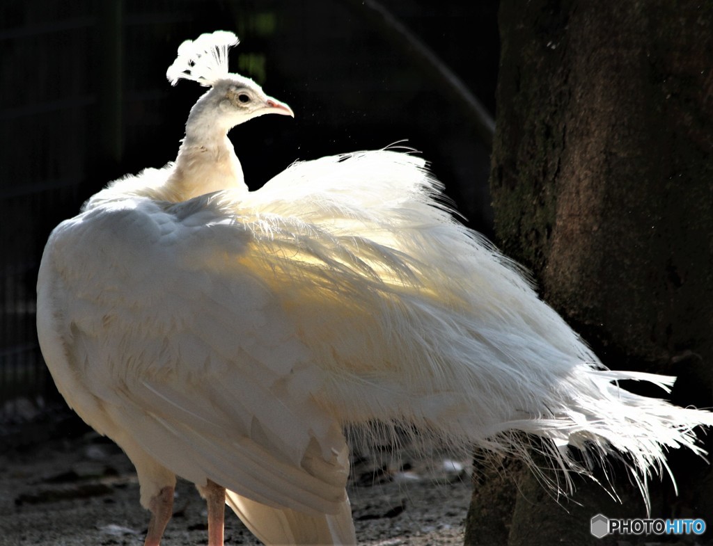 これは鳥類センターですが