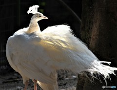 これは鳥類センターですが