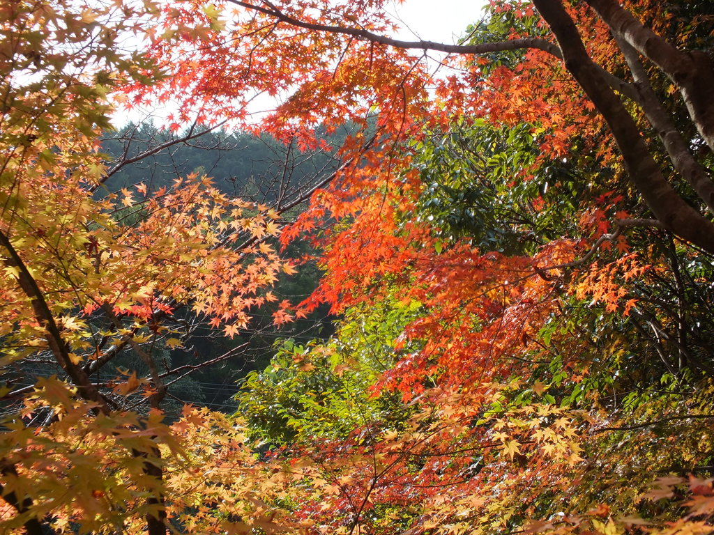 きれいかとよ