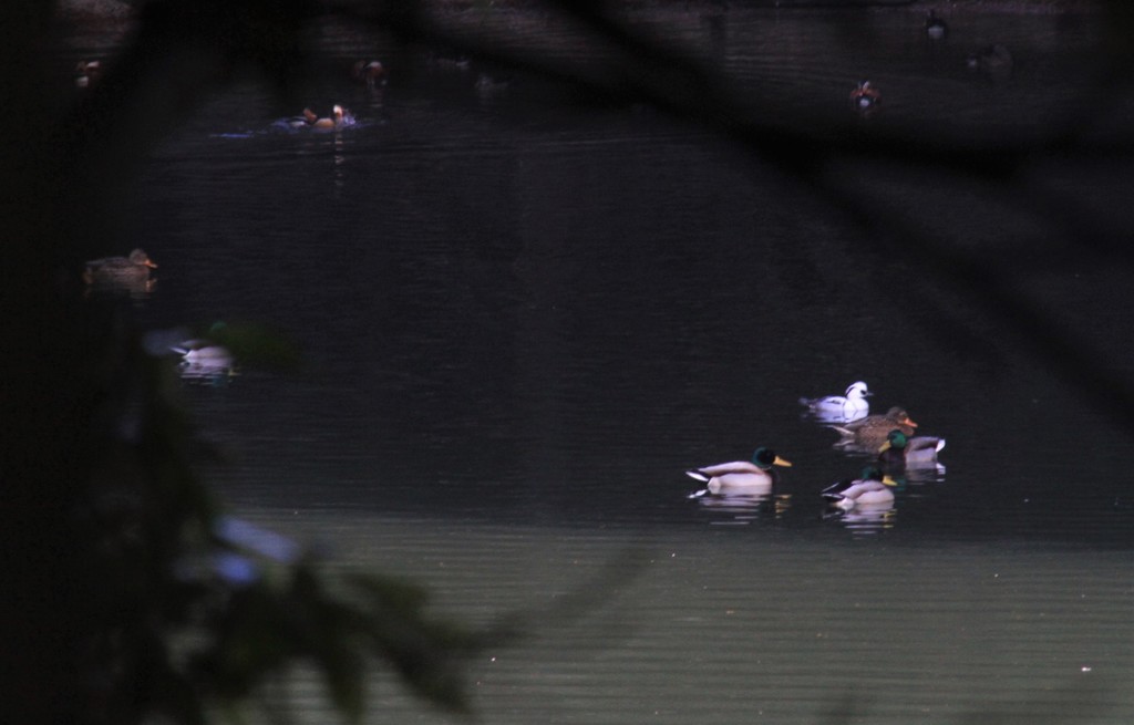 オスのミコさんもいました