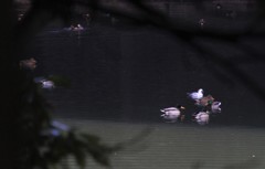 オスのミコさんもいました