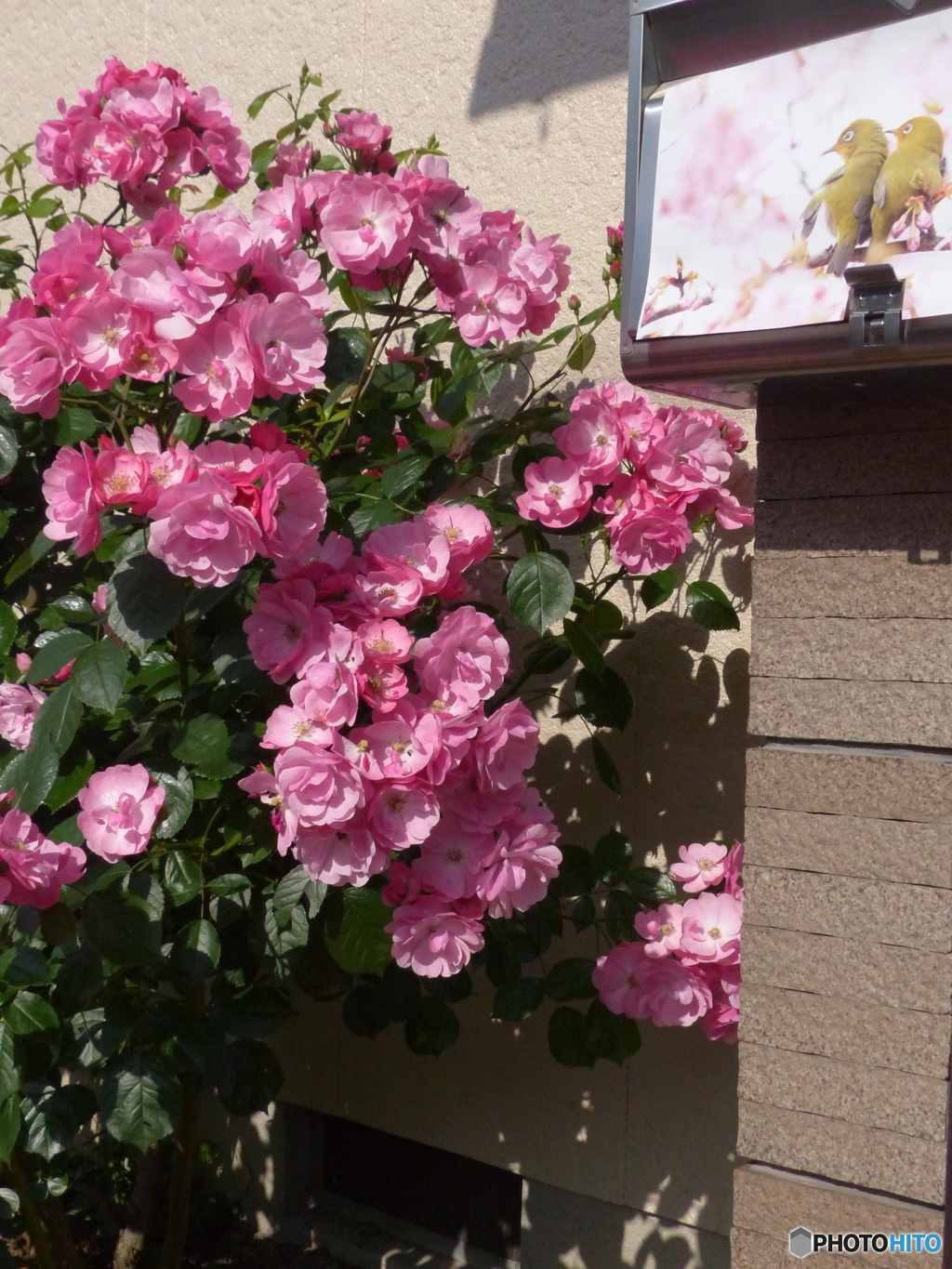 源さんちのバラ