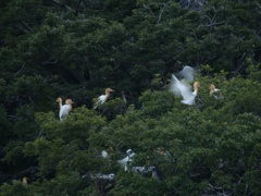 アマちゃんグループ