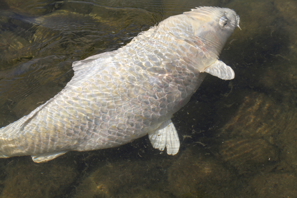 すぎょいでしょ