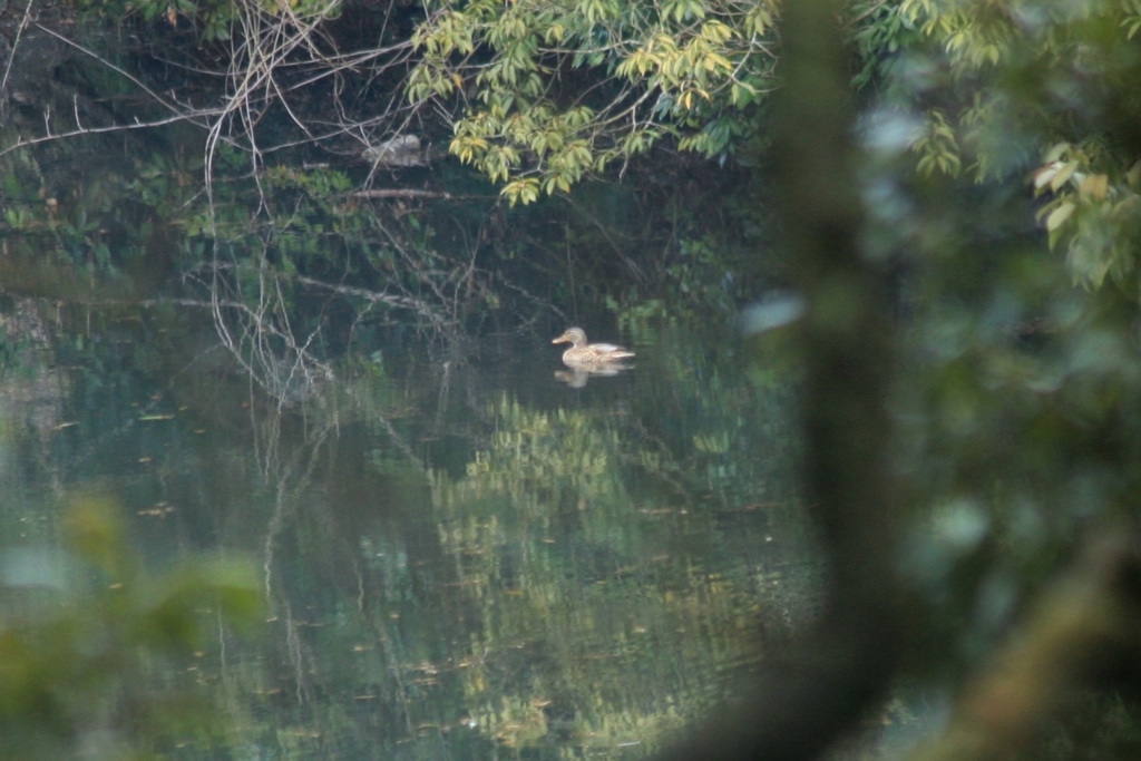 きょうのおしどり