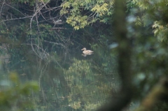 きょうのおしどり