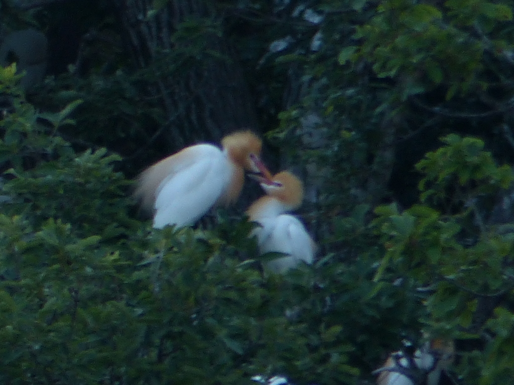 甘いアマちゃん