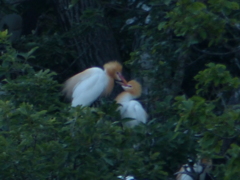 甘いアマちゃん