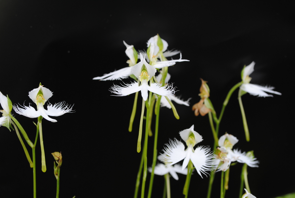 かわいかですよ